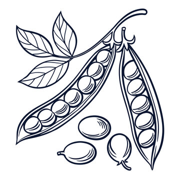 fava bean vector