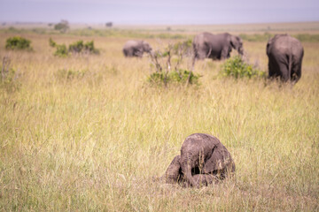 Kenia masái mara animales salvajes   © Nómadas Ocasionales