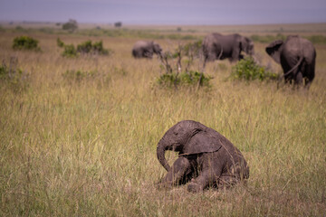 Kenia masái mara animales salvajes   © Nómadas Ocasionales