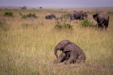 Kenia masái mara animales salvajes   © Nómadas Ocasionales