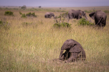 Kenia masái mara animales salvajes   © Nómadas Ocasionales