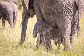 Kenia masái mara animales salvajes   © Nómadas Ocasionales
