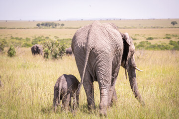 Kenia masái mara animales salvajes   © Nómadas Ocasionales