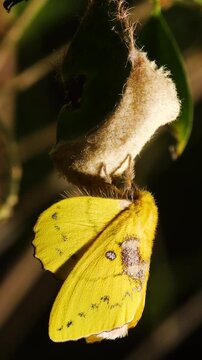 Close-up of a newly emerged yellow Lappet Moth (Trabala vishnou) resting on a leaf and dark background.