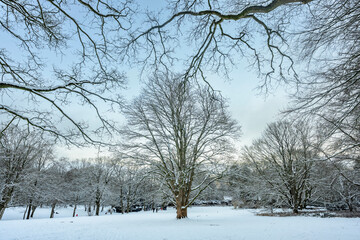 Fototapeta premium Winter Kiel Forstbaumschule
