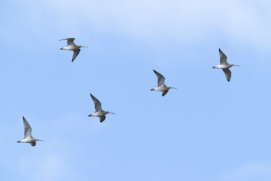 Eurasian curlew or common curlew (Numenius arquata) in flight, found at TExel in the Netherlands