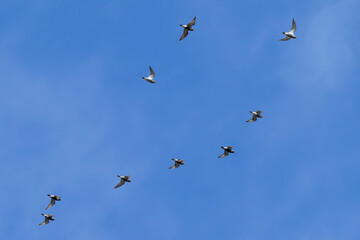 Fototapeta premium flock of European golden plover (Pluvialis apricaria) in flight, partly in full breeding plumage, found at Texel in the Netherlands