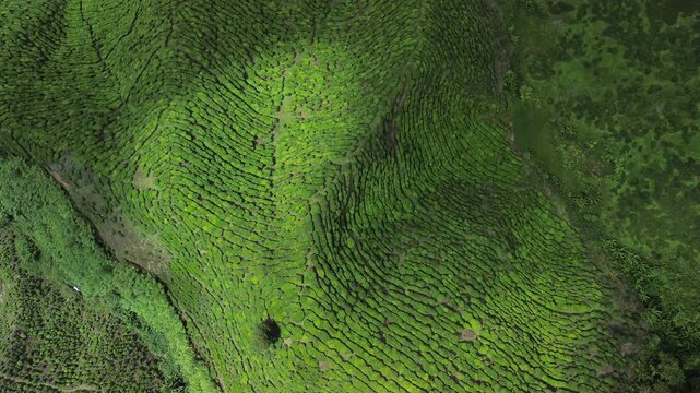 Top-down aerial of tea plantation in Cameron Highlands, Malaysia