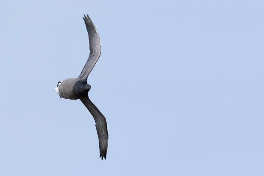 adult brant or brent goose (Branta bernicla bernicla) in acrobatic flight, found at Texel in the Netherlands 