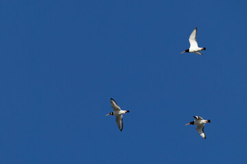Fototapeta premium Three Eurasian oystercatcher (Haematopus ostralegus) in flight, found at Texel in the Netherlands