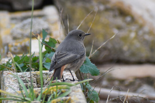 Colirrojo tiz&oacute;n 02