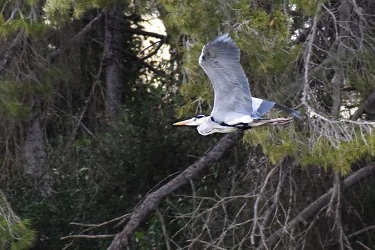 Agro volant 01
