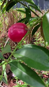 Close up of Phaleria macrocarpa commonly known as buah mahkota dewa, God's crown, pau, simalakama growing in the garden.