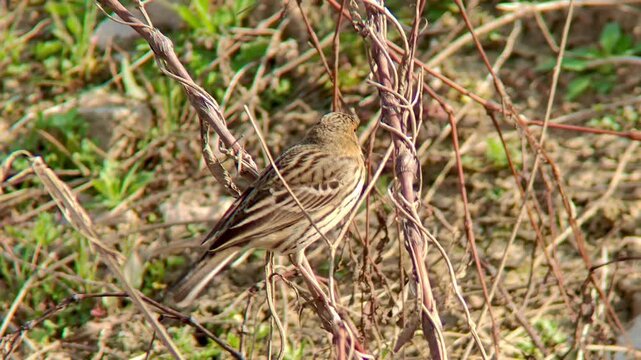 Red-throated pipit bird foraging on the ground among dry grass