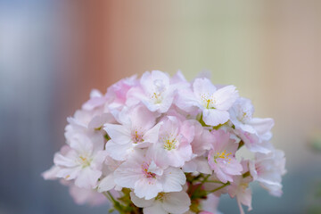 Obraz premium Selective focus of white pink cherry blossoms on trees, Prunus yedoensis is a hybrid cherry tree between Speciosa and Pendula, Oriental cherry flowering twig is a species of cherry Natural background.