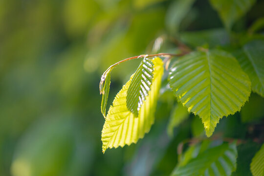 Selective focus of Ulmus pumila celer leaves, European hornbeam or carpinus betulus in the garden, Small leafed plant which forms a dense hedge, Greenery pattern with soft sunlight, Natural background