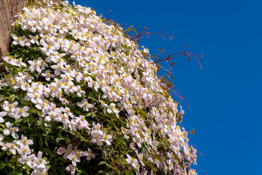 Selective focus of white pink flowers in the garden, Anemone clematis climbing on the brick wall, Clematis montana is a flowering plant in the buttercup family Ranunculaceae, Nature floral background.