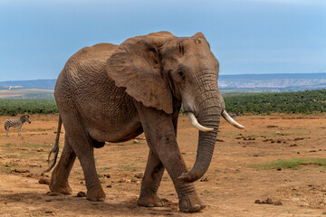 Fototapeta premium Elephant bull moving around for food and water in Addo Elephant National Park in South Africa