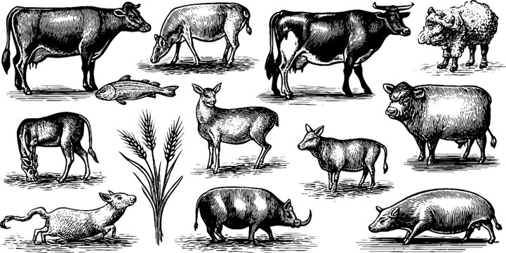 Vintage engraved farm animals clipart sheet with cows sheep pigs deer and livestock for pastoral background ranch label and agricultural design