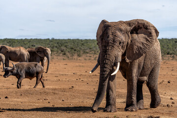 Fototapeta premium Elephant bull moving around for food and water in Addo Elephant National Park in South Africa