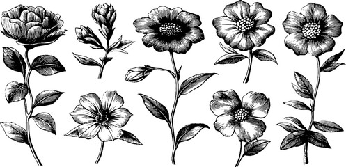 Obraz premium Vintage engraved floral stems and blossoms sheet with varied flowers and buds for botanical pattern design and decorative stationery