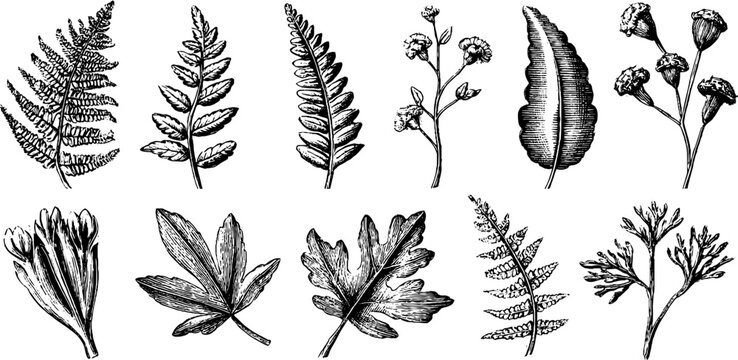 Vintage engraved botanical clipart sheet of forest fern leaves and herb foliage for design background and repeat pattern creation
