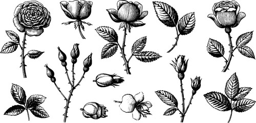 Plakat Vintage engraved garden roses and small bud clipart sheet with leaves and stems for botanical pattern design and floral packaging elements