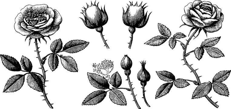Vintage engraved rose clipart sheet with rosebuds stems and leaves for botanical labels packaging design and stationery elements