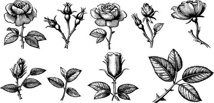 Vintage engraved botanical rose elements clipart sheet with buds leaves and stems for floral background design and antique stationery use