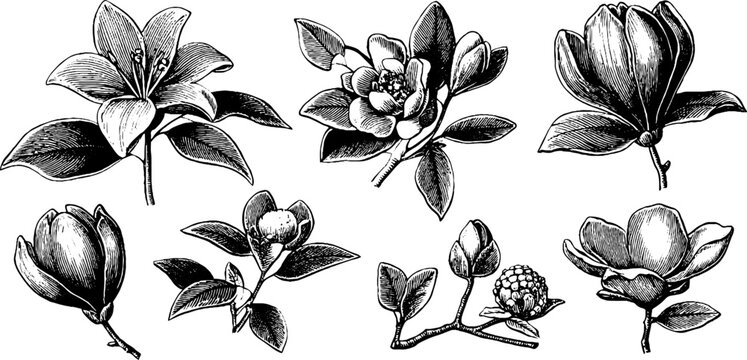 Vintage engraved botanical sheet of magnolia flowers and branches for design background pattern and floral artwork