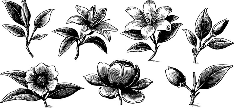 Vintage engraved botanical sheet of lilies and magnolias in bloom for design background pattern and floral artwork