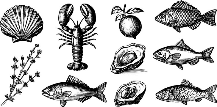 Vintage engraved marine clipart sheet of lobsters fish oysters shells and herbs for seafood menu design and packaging