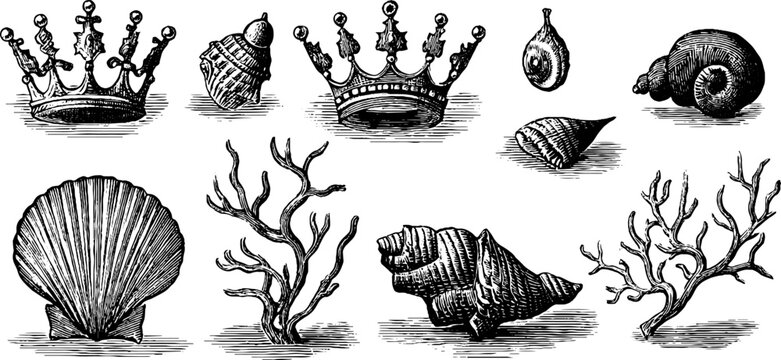 Vintage engraved mermaid crowns shells coral and conch sheet for nautical background and jewelry packaging design with oceanic elements