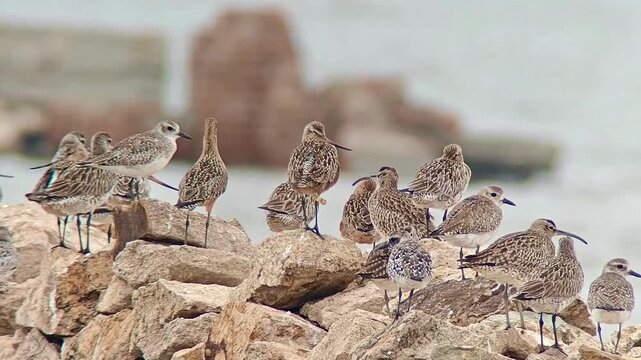 Flock of shorebirds including whimbrel and godwit perched on coastal rocks