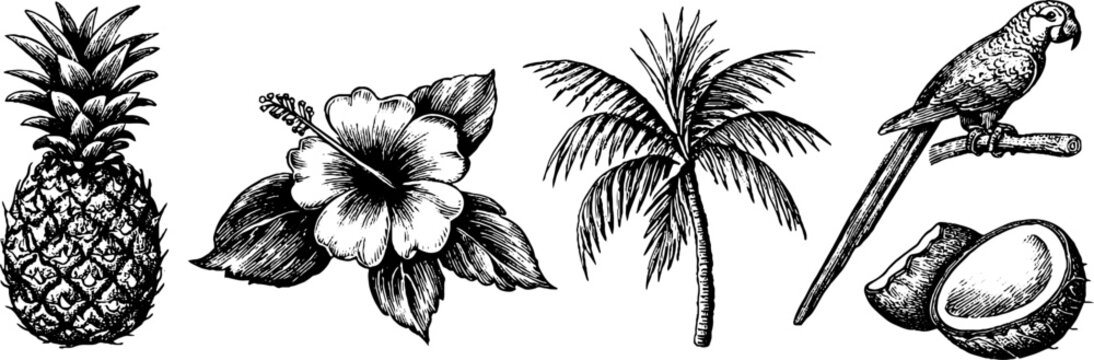 Vintage engraved tropical clipart band with pineapple hibiscus palm coconut and parrot for botanical banner background label and surface design