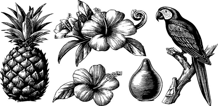 Vintage engraved tropical clipart collection with pineapple hibiscus parrot and fruit elements for botanical background packaging and decorative label design