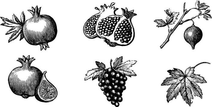 Vintage engraved pomegranate fig and grape fruit clipart sheet with botanical leaves and branches for label and pattern design