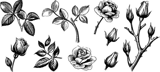 Naklejka premium Vintage engraved assorted rose buds leaves and small branches set for ornamental design elements, backgrounds, cards and stationery