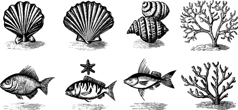 Vintage engraved sea shells coral fans and small fish clipart sheet for nautical label poster and textile design with coastal illustrations