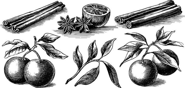 Vintage engraved spice clipart sheet with cinnamon sticks star anise citrus branches for kitchen label background and packaging design