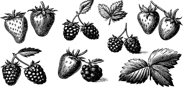 Vintage engraved strawberry and raspberry botanical study sheet with berries and foliage for design, packaging, labels and textured background