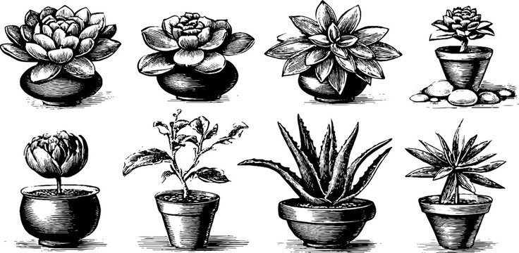 Vintage engraved clipart sheet of succulent rosettes in clay pots for botanical label background and craft poster design