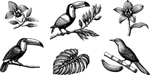 Obraz premium Vintage engraved tropical assortment of toucans orchids monstera leaves bananas and branches for design, surface pattern and backgrounds
