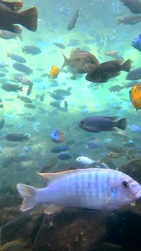 Les poissons
