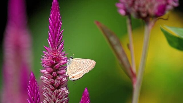 Pea blue butterfly resting on bright pink flower while feeding on nectar, colorful bokeh background with green and yellow tones, delicate and peaceful nature scene in slow motion