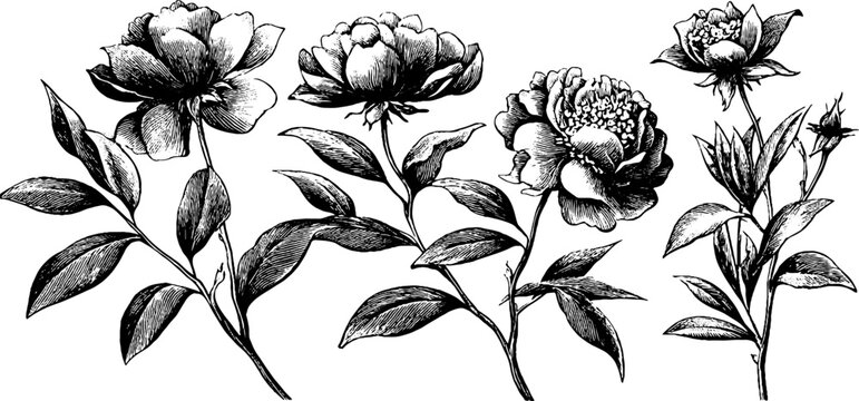 Vintage engraved peony stem and blossom floral elements set for wedding stationery and botanical design components