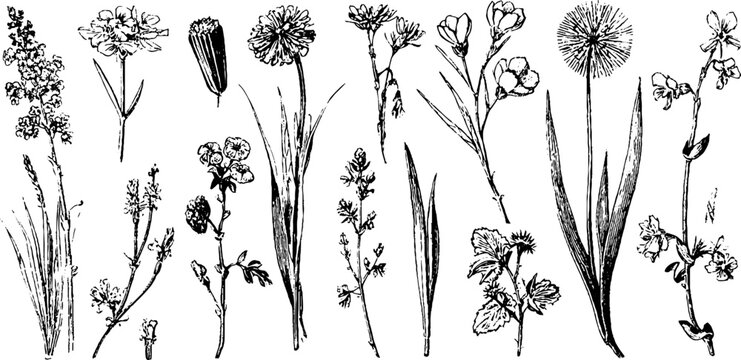 Antique engraved wildflower stems and seedheads clipart sheet for botanical wallpaper repeat and natural pattern design projects
