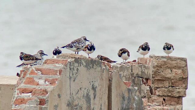 Group of ruddy turnstone and grey plover birds perched on a ruined wall