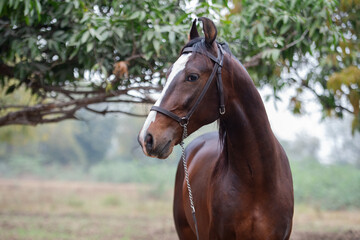 Fototapeta premium portrait of dark bay Marwari colt. Indian authentic horse breed. India