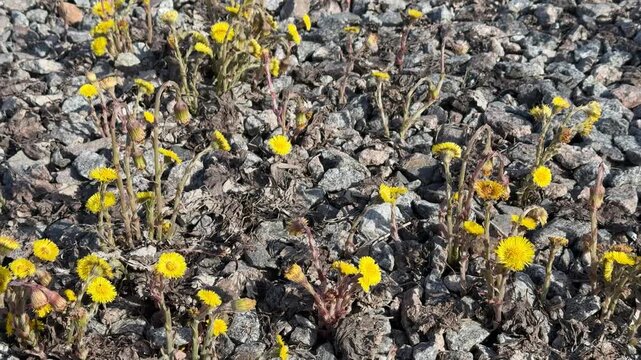Yellow mother and stepmother flowers on rubble, sunny construction site closeup showing tiny blooms pushing through gravel and dry